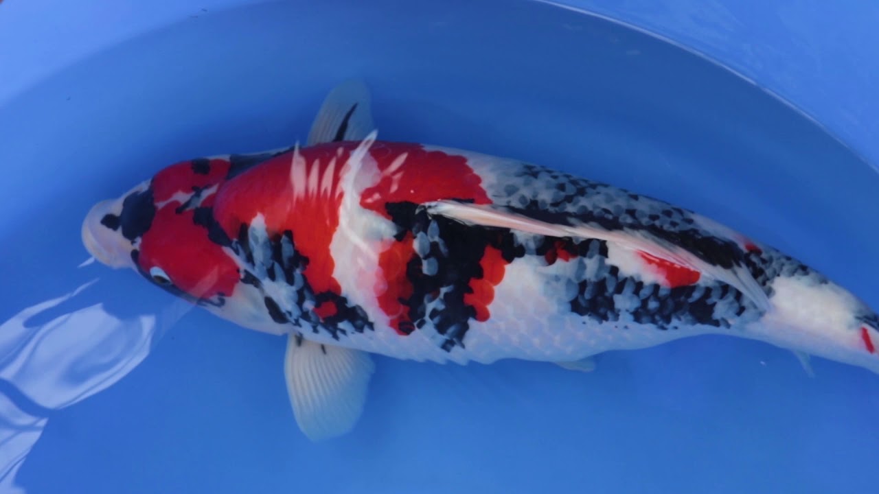 Japanese Koi Show Quality YouTube