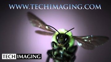 High Speed Camera Video - Bee wings in motion