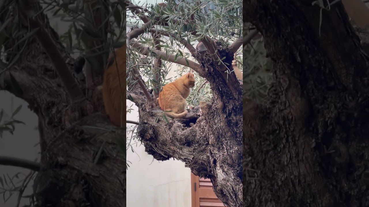 Cat climbing in the olive tree 3 January 2026