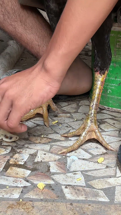 Ciri ciri Ayam Pukul Keras dan Cepat