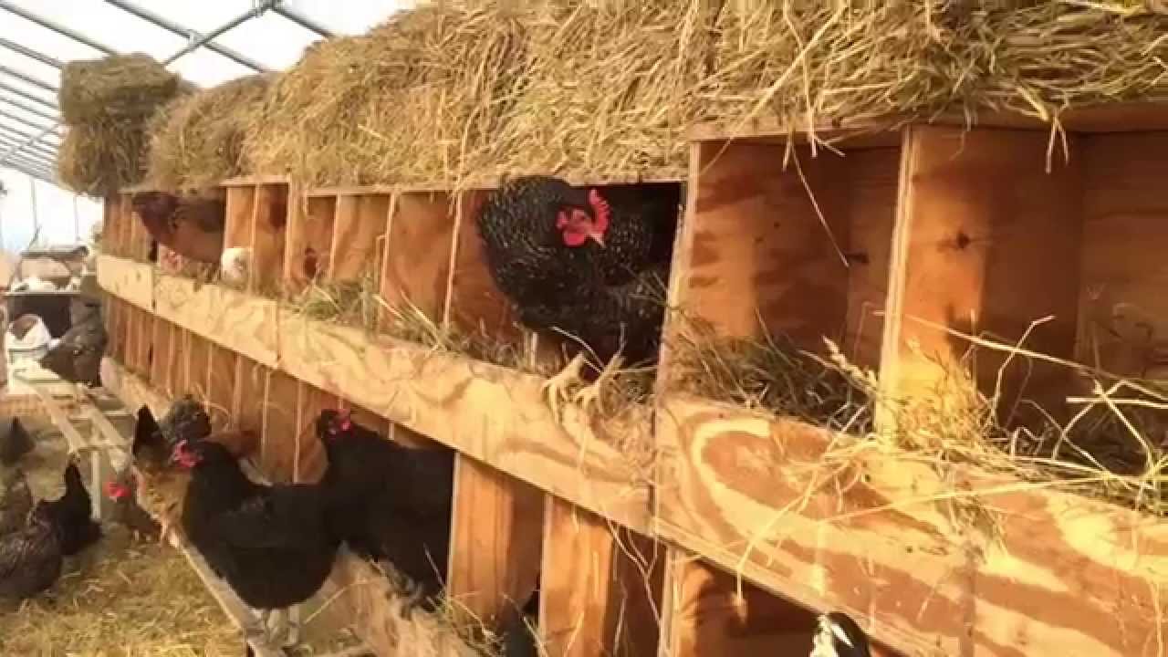 When to replace hay in chicken nest boxes - YouTube
