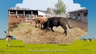 مزرعة تسمين العجول في المغرب  تعاونية الأبقار