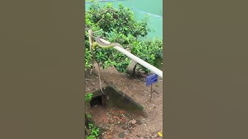 Đi trại rắn đồng tâm tỉnh Tiền Giang coi trực tiếp rắn hổ Đất không độc