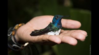 Females in disguise
Male-like ornamentation in female hummingbirds results
from social harassment rather than sexual selection.
Authors: Jay J. Falk, Michael S. Webster, Dustin R. Rubenstein
DOI: 10.1016/j.cub.2021.07.043 Females in disguise