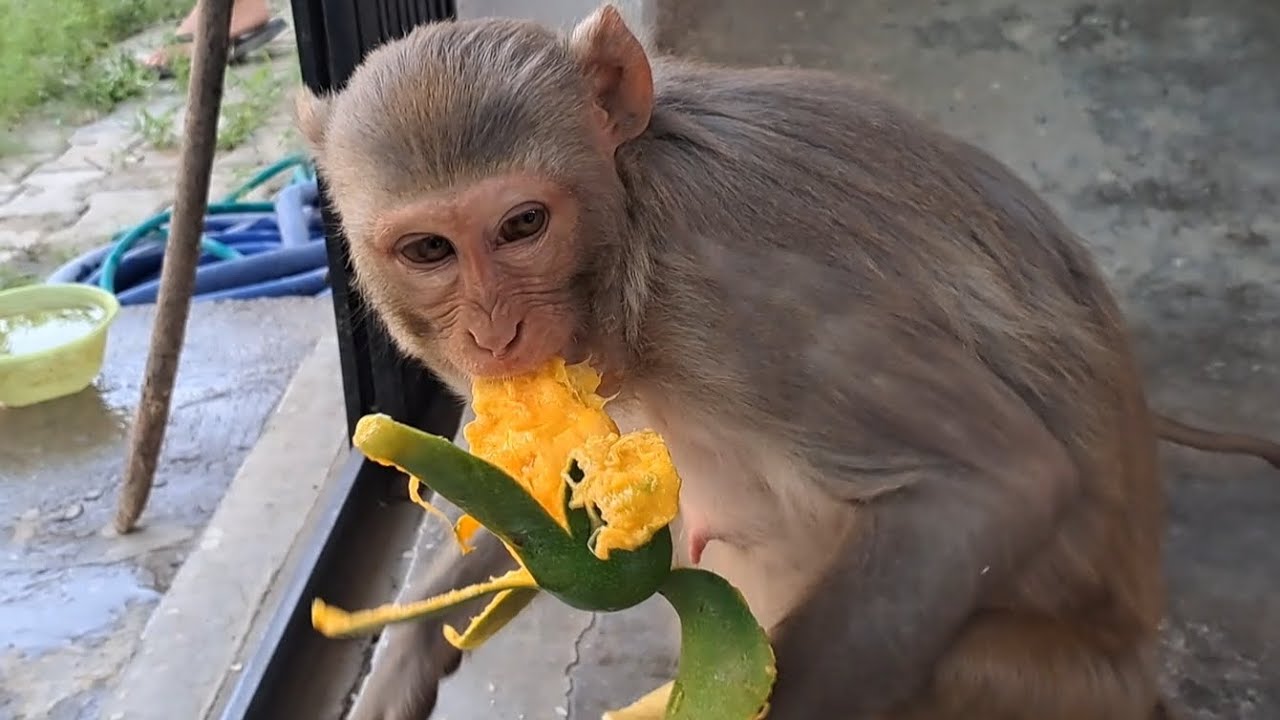 Aam Khata Bandar Monkey Loves Mango YouTube Aam Khata Bandar Monkey Loves Mango YouTube