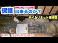 ②【残り8時間】母親とハグれて、ボス猫に意地悪されてた子猫を保護出来るのか?【明日はもう会えないかも‥】