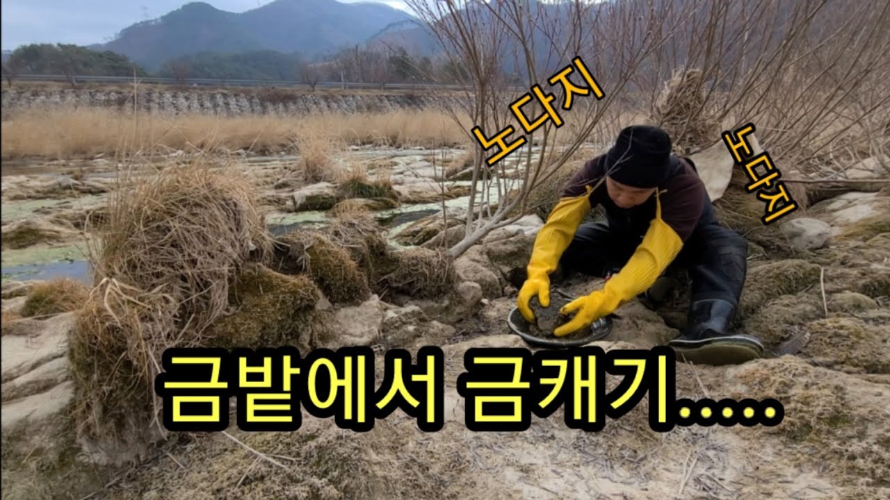 금밭에서 금캐기....ㄹㅇ