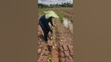 the process of making water channels in rice fields using simple tools #popular #viralshorts