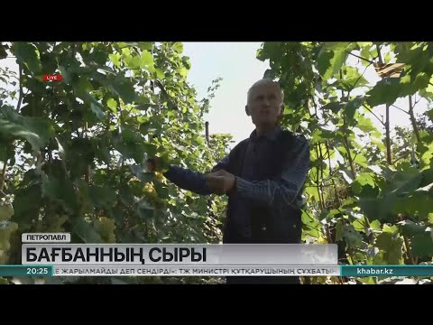 Бейне: Бағбандық: өсімдіктер үшін гидропоника мен минералды жүнді пайдалану