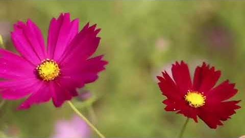 تلاوة عذبة من سورة الروم،القارئ: #عبدالله_الموسى حفظه الله.أ