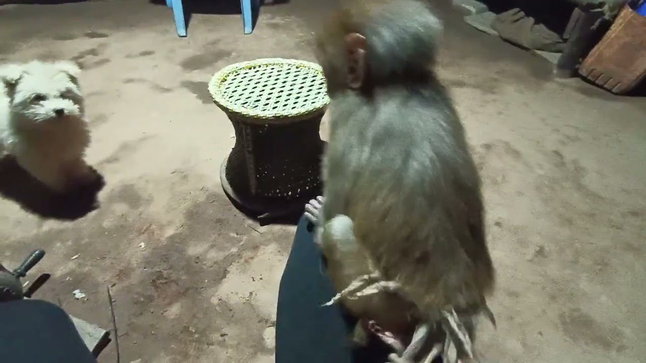 Puppy and monkey game.