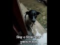 Help street dogs in this heavy rain shorts