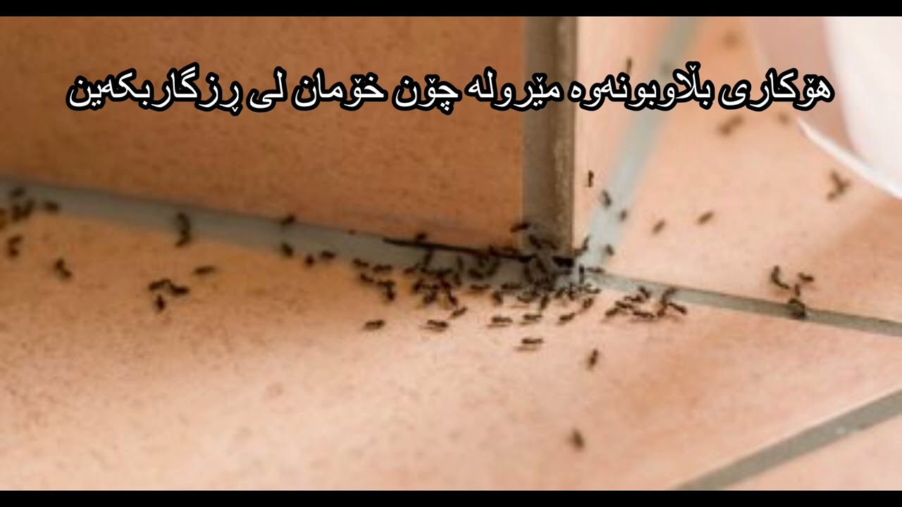 هۆکاری بڵاوبونەوە مێرولە چۆن خۆمان لی ڕزگاربکەین