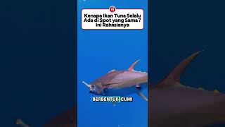 Kenapa tuna selalu ada di spot yang sama? Ini Rahasianya