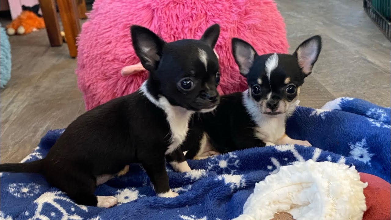 7 Week Old Chihuahua Females YouTube 7-week-old-chihuahua-females-youtube