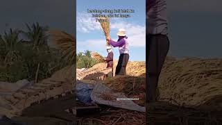 Download Lagu pak.tani panen padinya Manual⁉️#paktani #petani #panen #padi #sawah #reels #shorts #ytshorts MP3