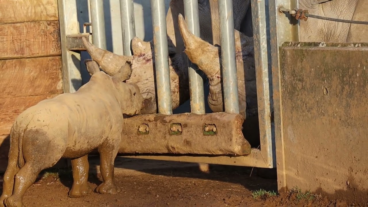 Mo Meets Her Older Sisters For The First Time | Cotswold Wildlife Park