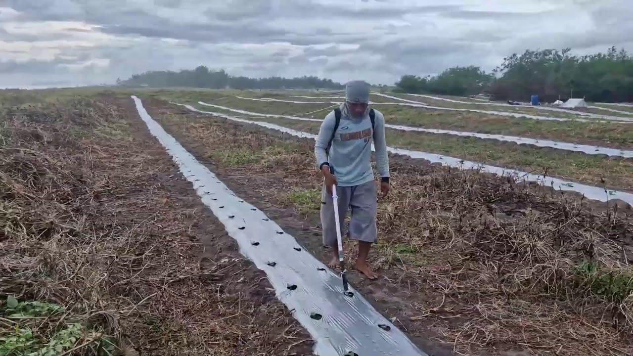 CREATIVE FERTILIZATION TECHNIQUES THAT MAKE WATERMELON SEEDLINGS GROW QUICKLY! -Agriculture Farming