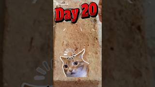 Day 20 (2.0) First half|spoon vs wall 🧱 challenge #shortsfeed #shorts