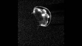 Jellyfish swimming through laser sheet with tracer particles