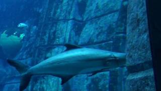 Dubai, united arab emirates - atlantis resort lost chambers aquarium
hd (2011)