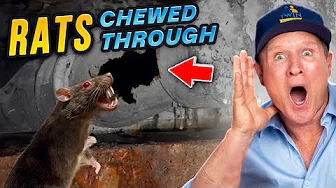 RAT INFESTED NIGHTMARE! They Chewed Through EVERYTHING!