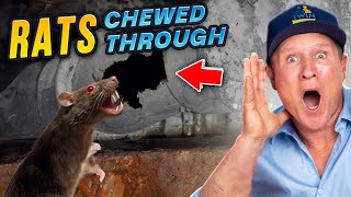 RAT INFESTED NIGHTMARE! They Chewed Through EVERYTHING!