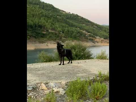 Uluyan kurt #wolf