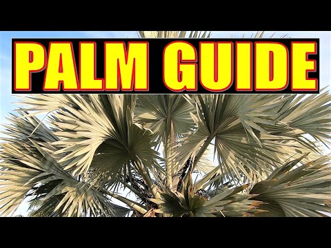 PALM GUIDE |