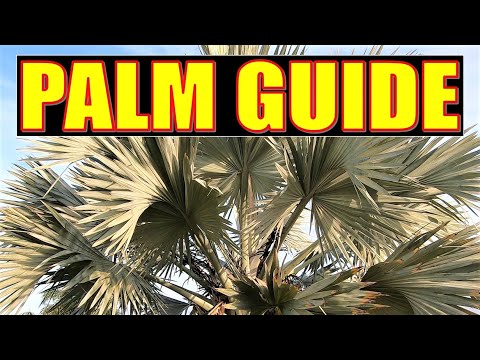 Video: Cum identific un palmier în Florida?