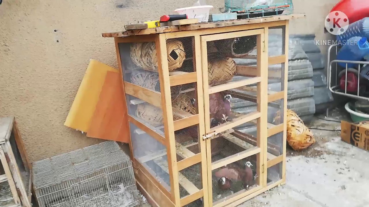 جبت طيور جدد يخبلن و دشرنه الغربه و اجمل مطيار حمر بل ضباب ✌️