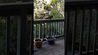 King Parrot visits me Australia Day 2024