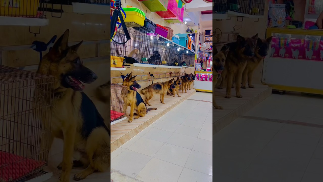 All imported dogs for sale delivery all Pakistan avail 