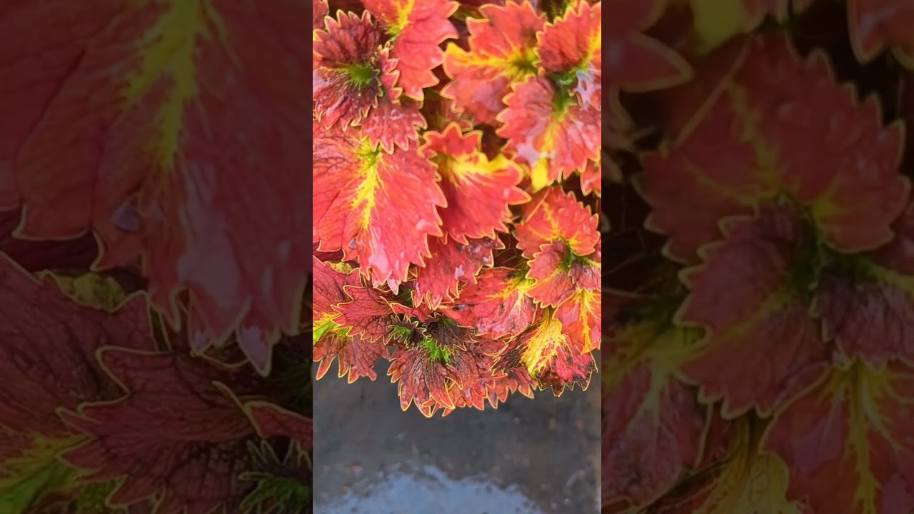 coleus collection 