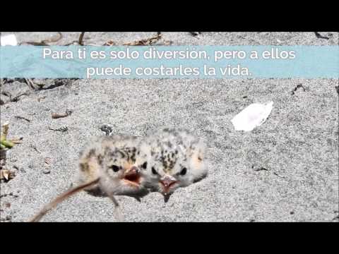Video: Pájaro charrán común: descripción, foto