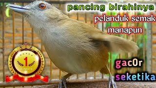 pancing birahi pelanduk semak manapun gacor seketika dengan rangsangan ini.