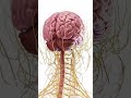 3 Things Most Women Don't Know About Their Own Body 😮 ​#WomensHealth​#HealthEducation​#BiologyFacts​