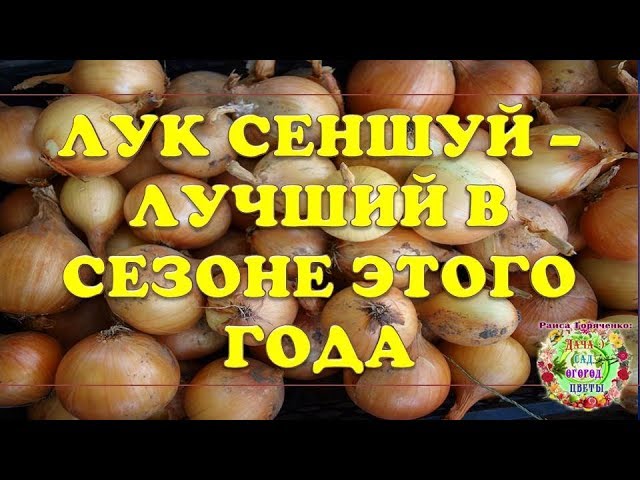 Лук Сеншуй - лучший в сезоне этого года