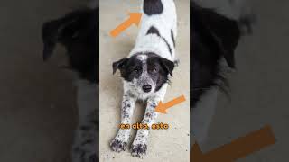 Mi Perro Se Estira Al Verme, Por Que Lo Hace?