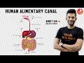 Super Easy Way To Learn Life Process |Animation | Digestive System | CBSE 10 Science Chapter 6(2019)