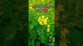 Download Lagu Mustard field view#view #mustard #shortsfeed #ytshorts #trendingshorts #lifestyle #viralshort #like MP3