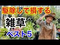 【あなたは損してますよ】知らないともったいない雑草ベスト５　　【カーメン君】【園芸】【ガーデニング】【初心者】