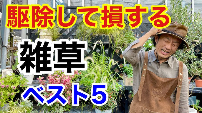 ガーデニング 虫よけ 猫よけ植物5選 ハーブコーディネーターがオススメするオーガニックな虫よけ 猫よけ Youtube