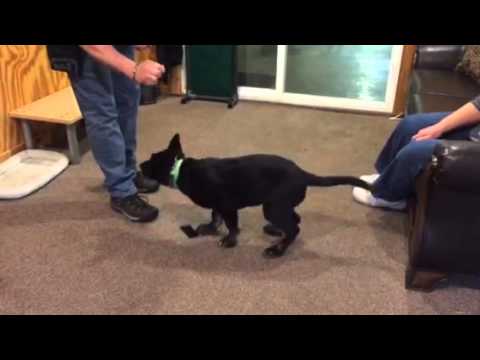 ipo-article-indication-training-for-puppies-early-training-and-development-for-tracking