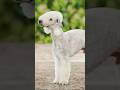 Is this a sheep or a dog? 🧐 | 5 Fun facts about Bedlington Terriers #shorts #trending