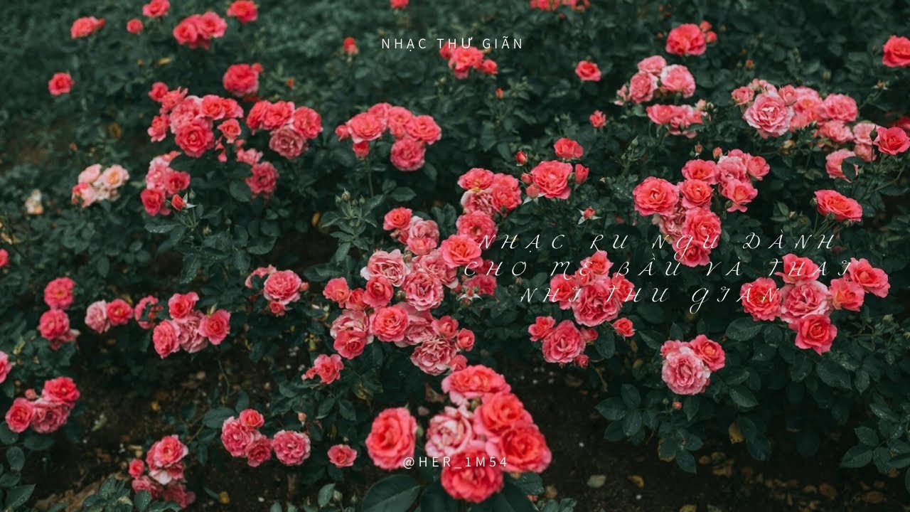 Nh c Ru Ng D nh Cho M B u V Thai Nhi Th Gi n Lullaby Music Helps nh-c-ru-ng-d-nh-cho-m-b-u-v-thai-nhi-th-gi-n-lullaby-music-helps