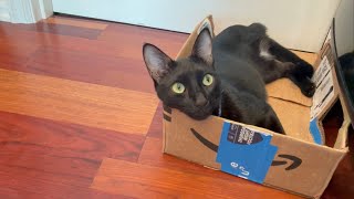 He just loves his box 