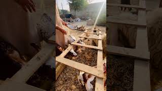 ❣️❣️🐐🐑#foryou #goat #sheep #talkingparot #parrot #pets #minivlog #minizoo #animals #cat #cute #fun