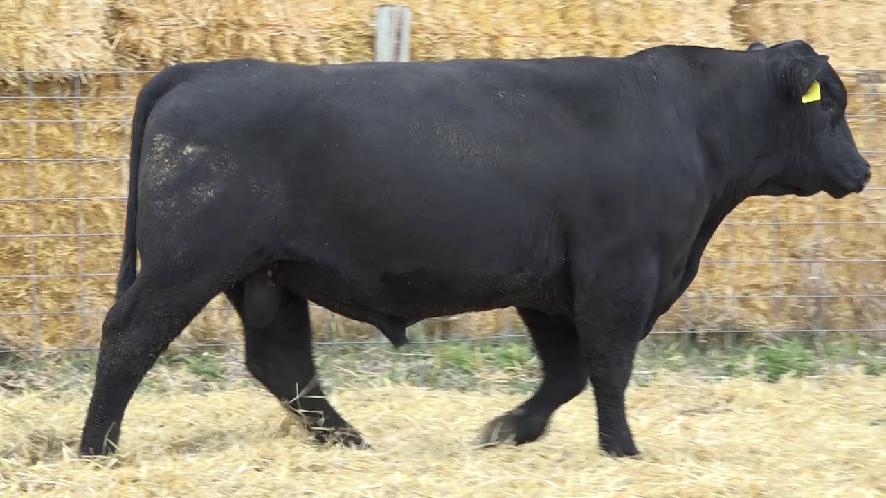 camera iphone 8 plus apk LOT 14