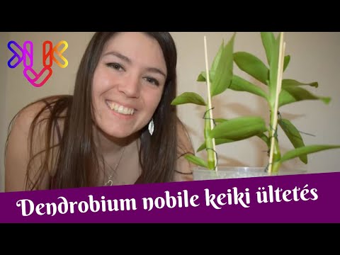 Videó: Dendrobium Orchidea Transzplantáció (8 Fotó): Hogyan Kell Megfelelően átültetni A Dendrobium Orchideát Egy Edénybe, Miután Otthon Vásárolt Lépésről Lépésre?